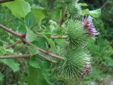 Arctium lappa