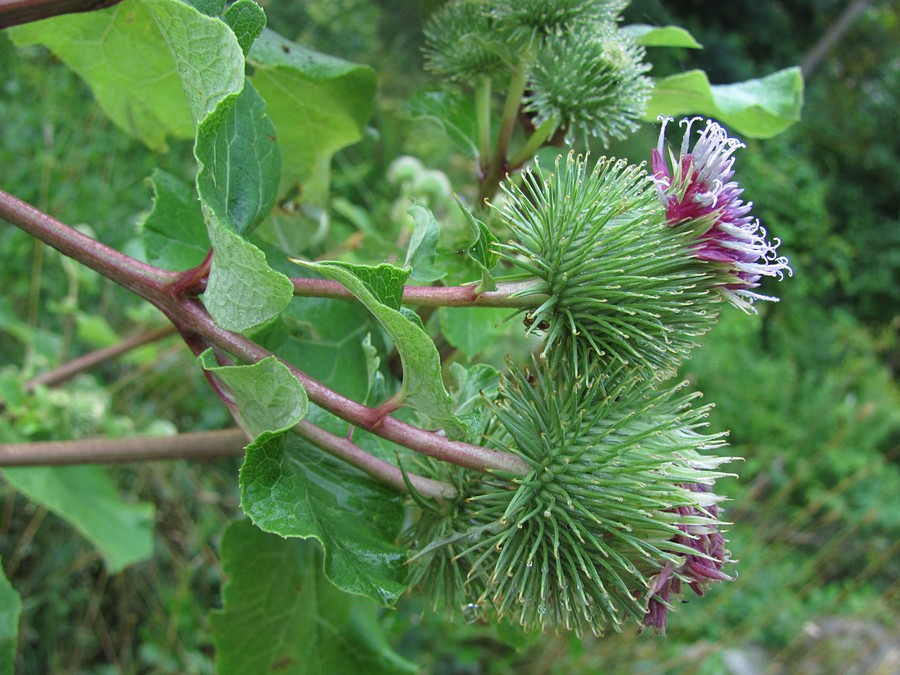 Изображение особи Arctium lappa.