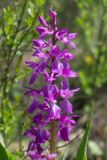 Orchis mascula. Соцветие. Краснодарский край, Анапский р-н, окр. пос. Большой Утриш. Пологий склон небольшой долины, поросшей можжевельниками, 44.766367, 37.402851 28.04.2019.