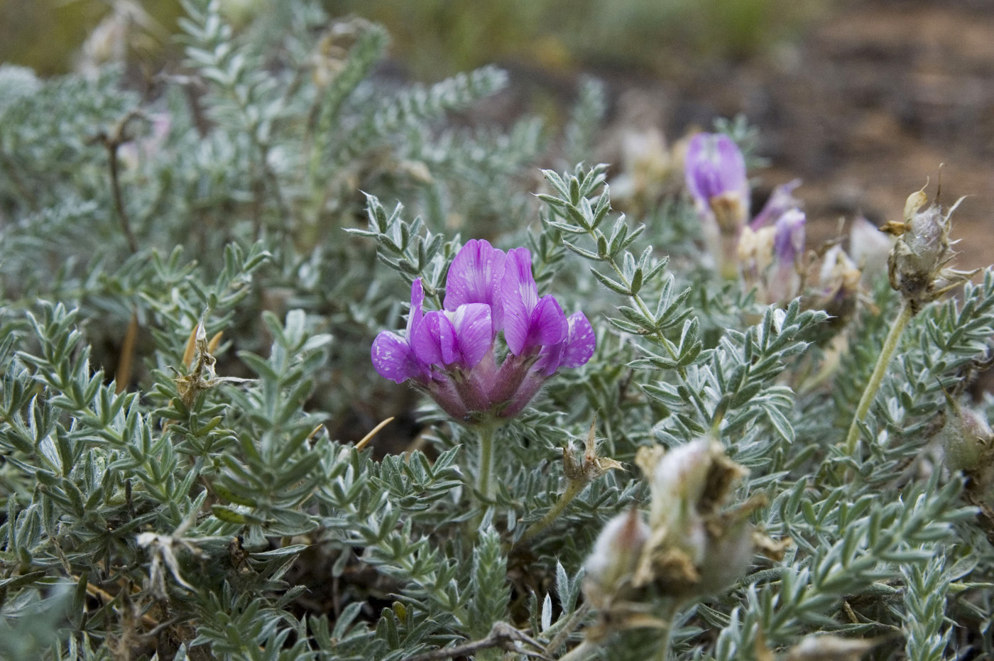 Image of Oxytropis lanata specimen.