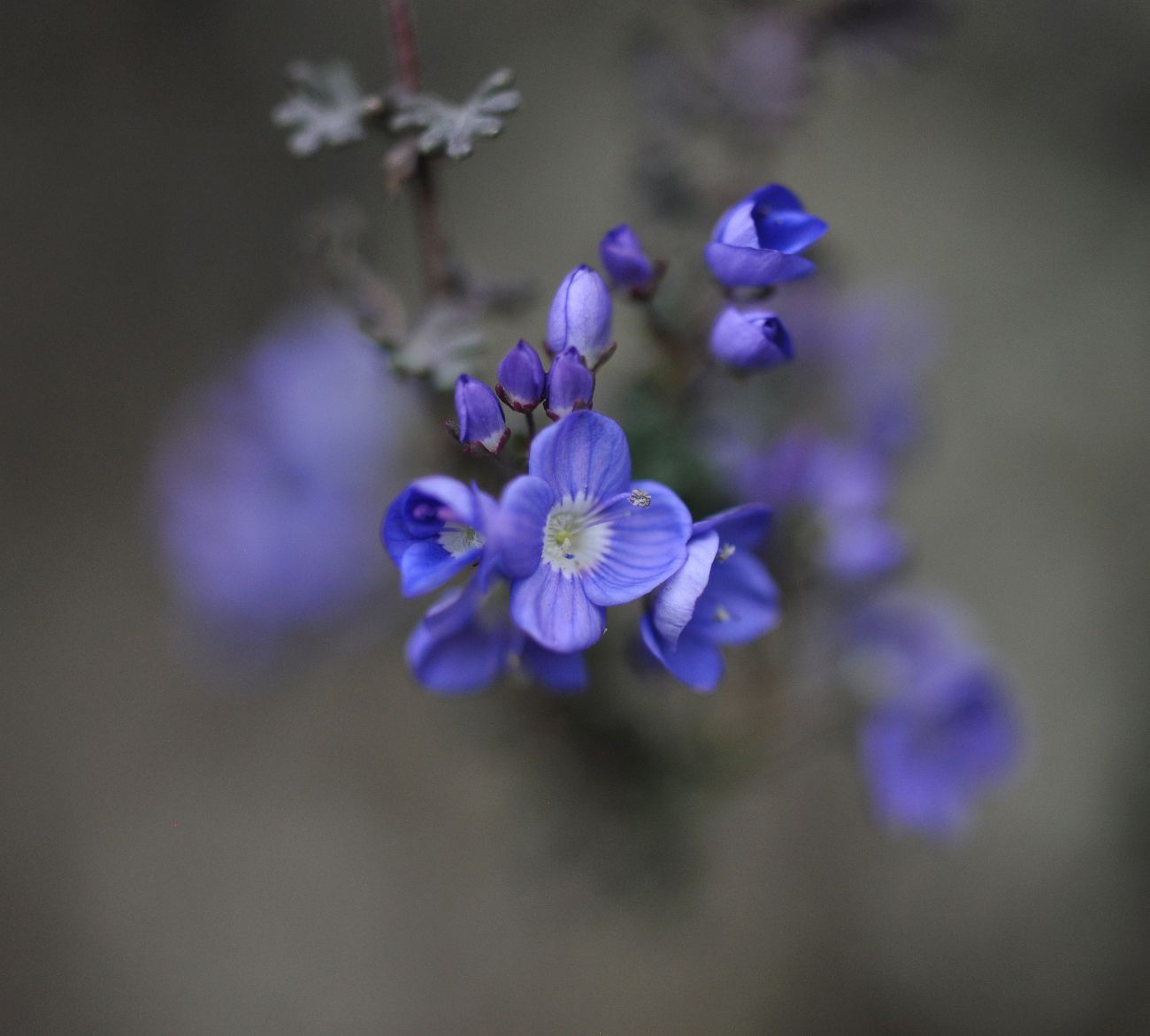 Image of Veronica oltensis specimen.