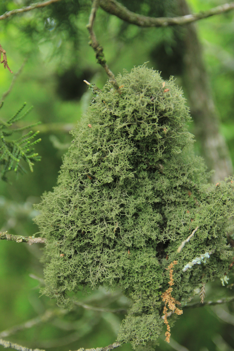 Image of Tornabea scutellifera specimen.