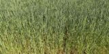 Triticum spelta
