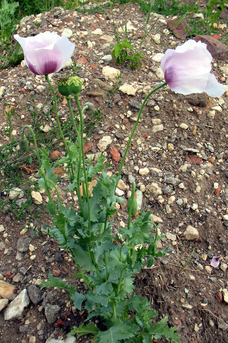 Image of Papaver somniferum specimen.