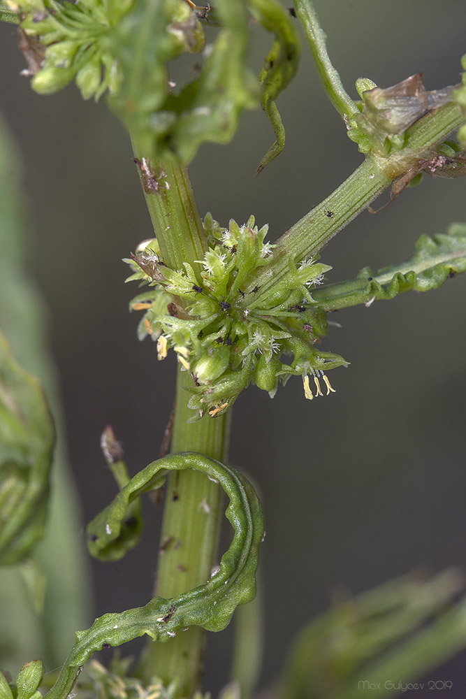 Изображение особи Rumex maritimus.