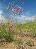 Allium pallasii