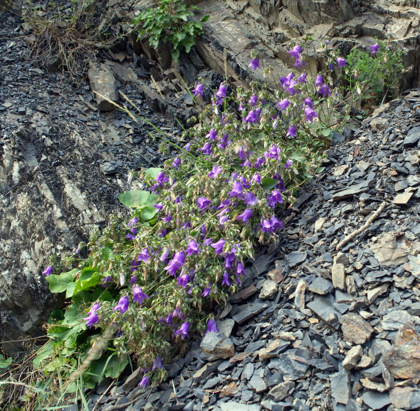 Изображение особи род Campanula.