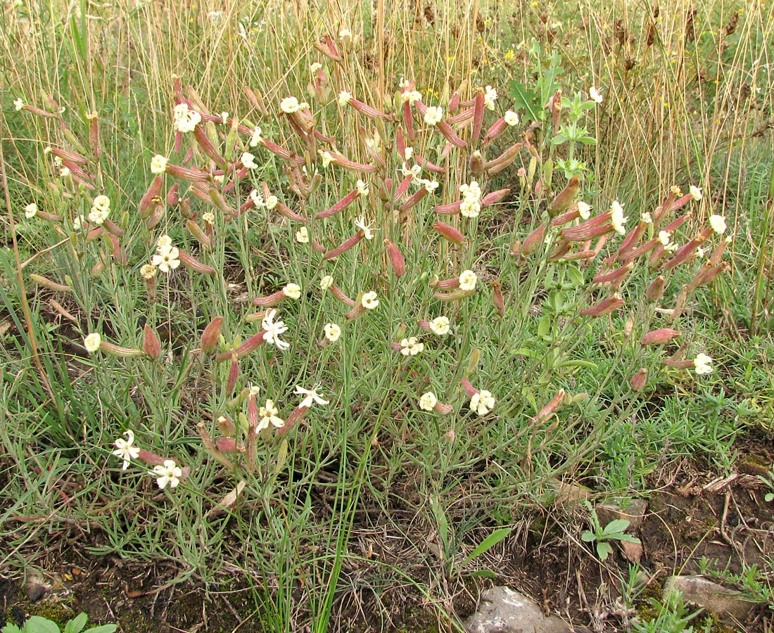 Изображение особи Silene supina.