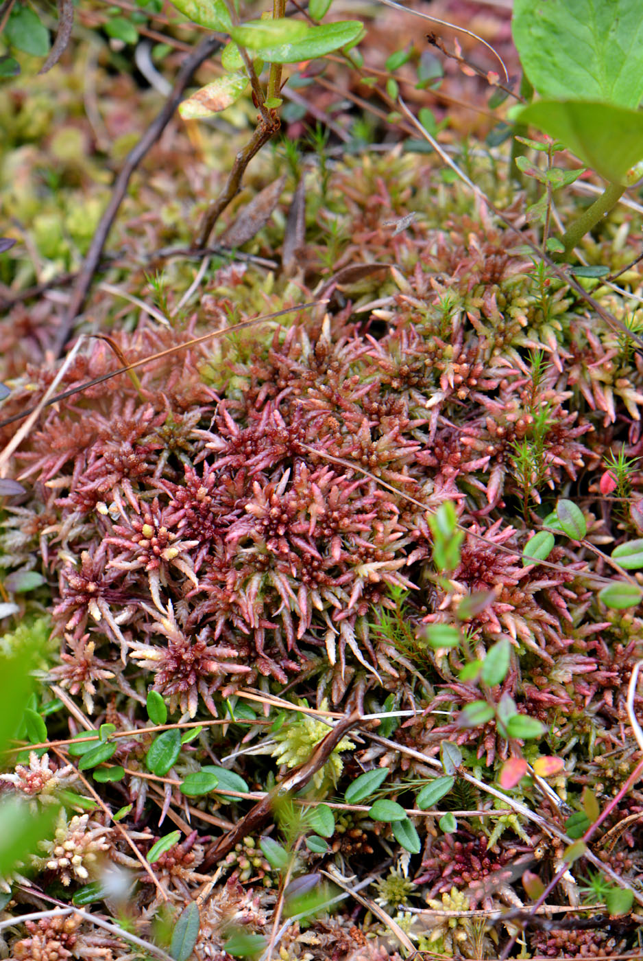 Изображение особи Sphagnum divinum.