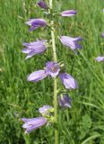 Campanula bononiensis. Часть соцветия. Алтайский край, г. Барнаул, 5 км к югу от пос. Южный, степной склон к р. Обь. 13 июля 2019 г.