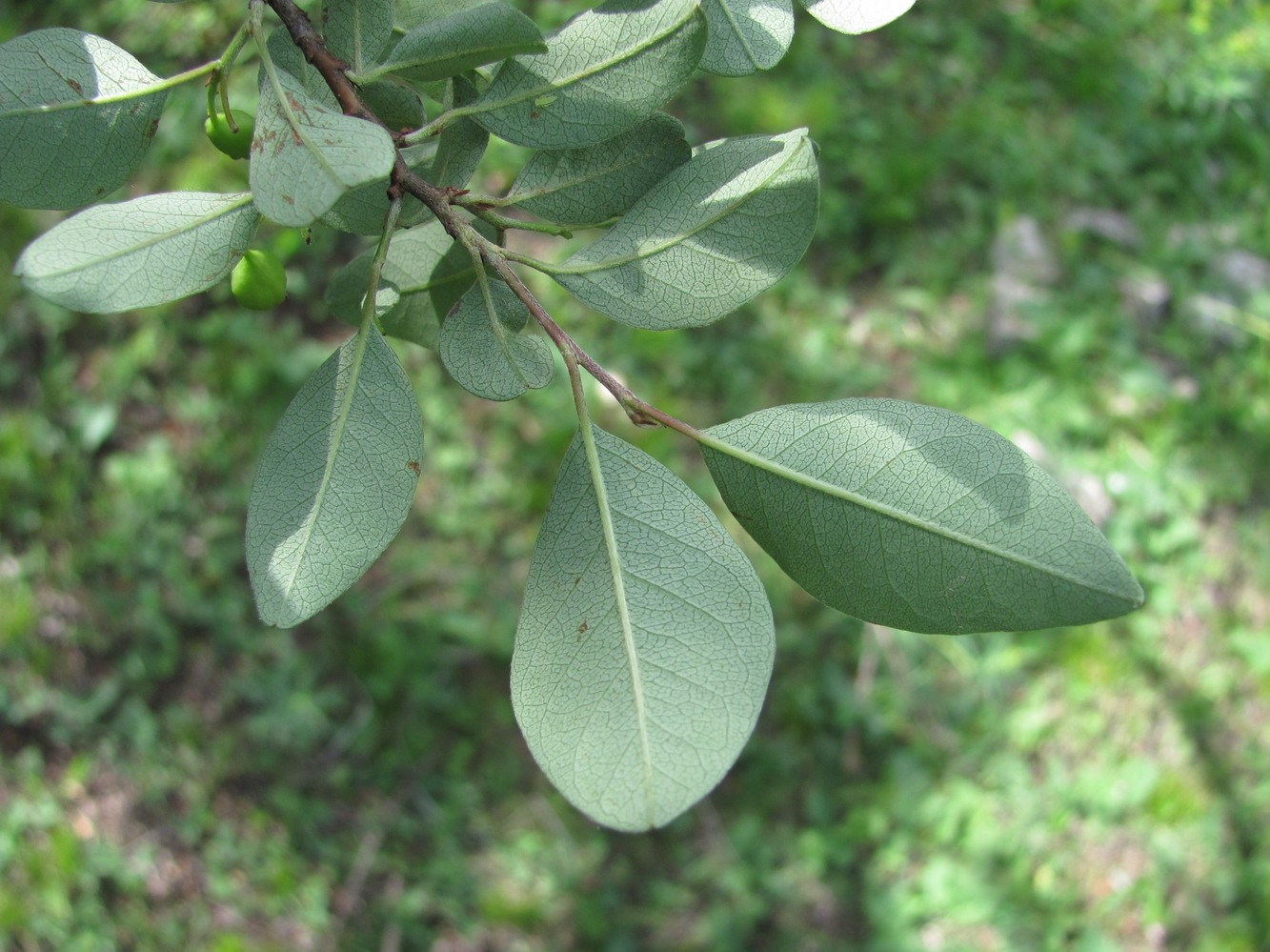 Image of Cotoneaster meyeri specimen.