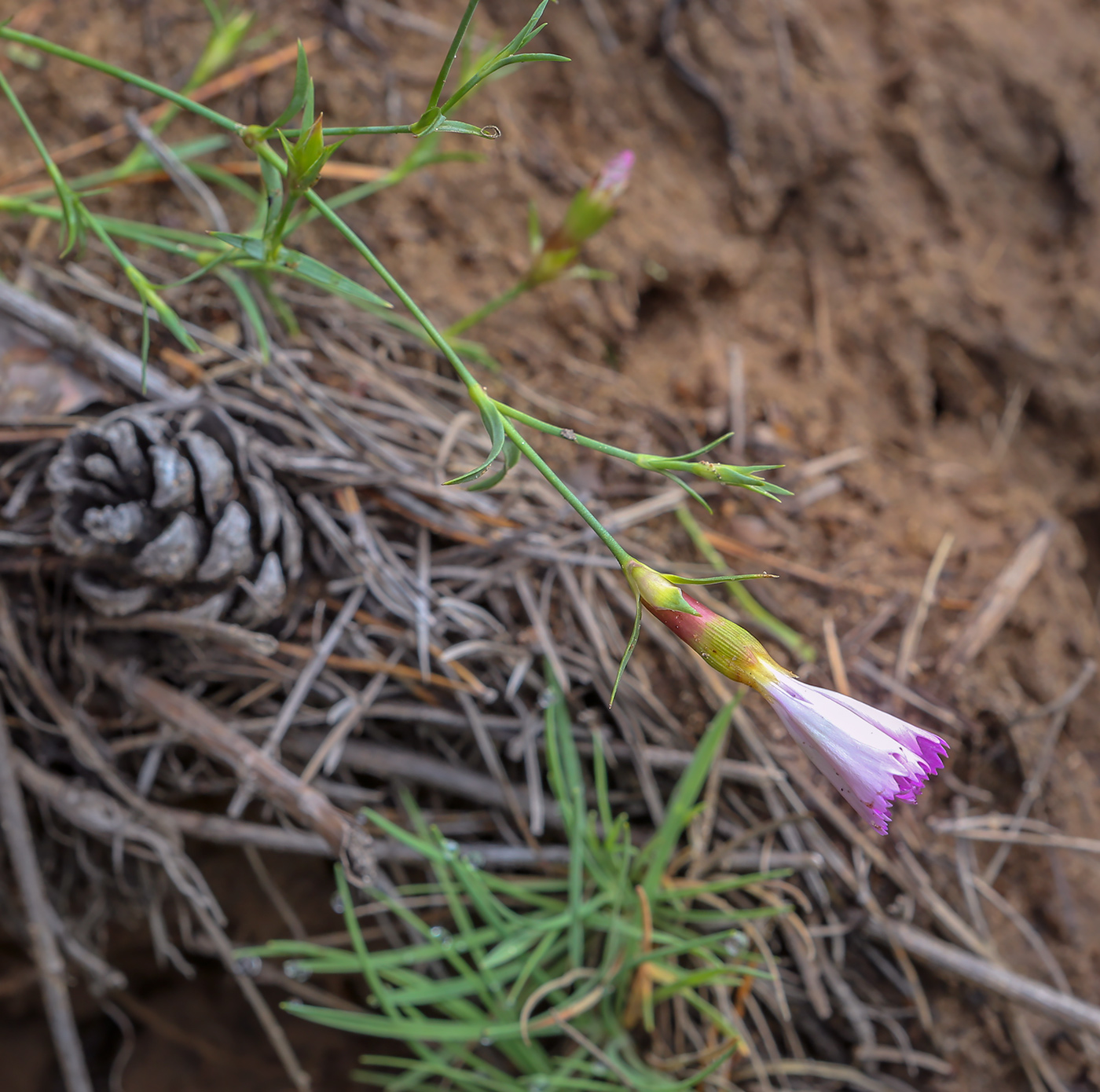 Изображение особи Dianthus versicolor.