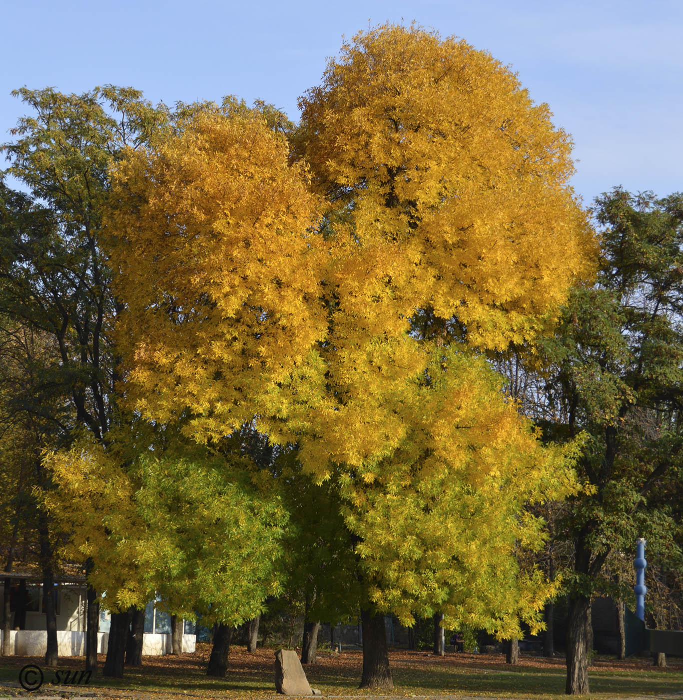 Image of Fraxinus pennsylvanica specimen.