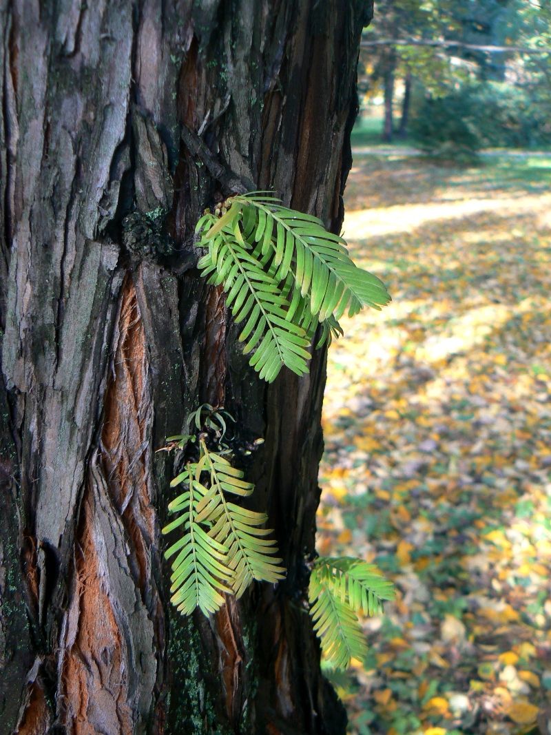 Изображение особи Metasequoia glyptostroboides.