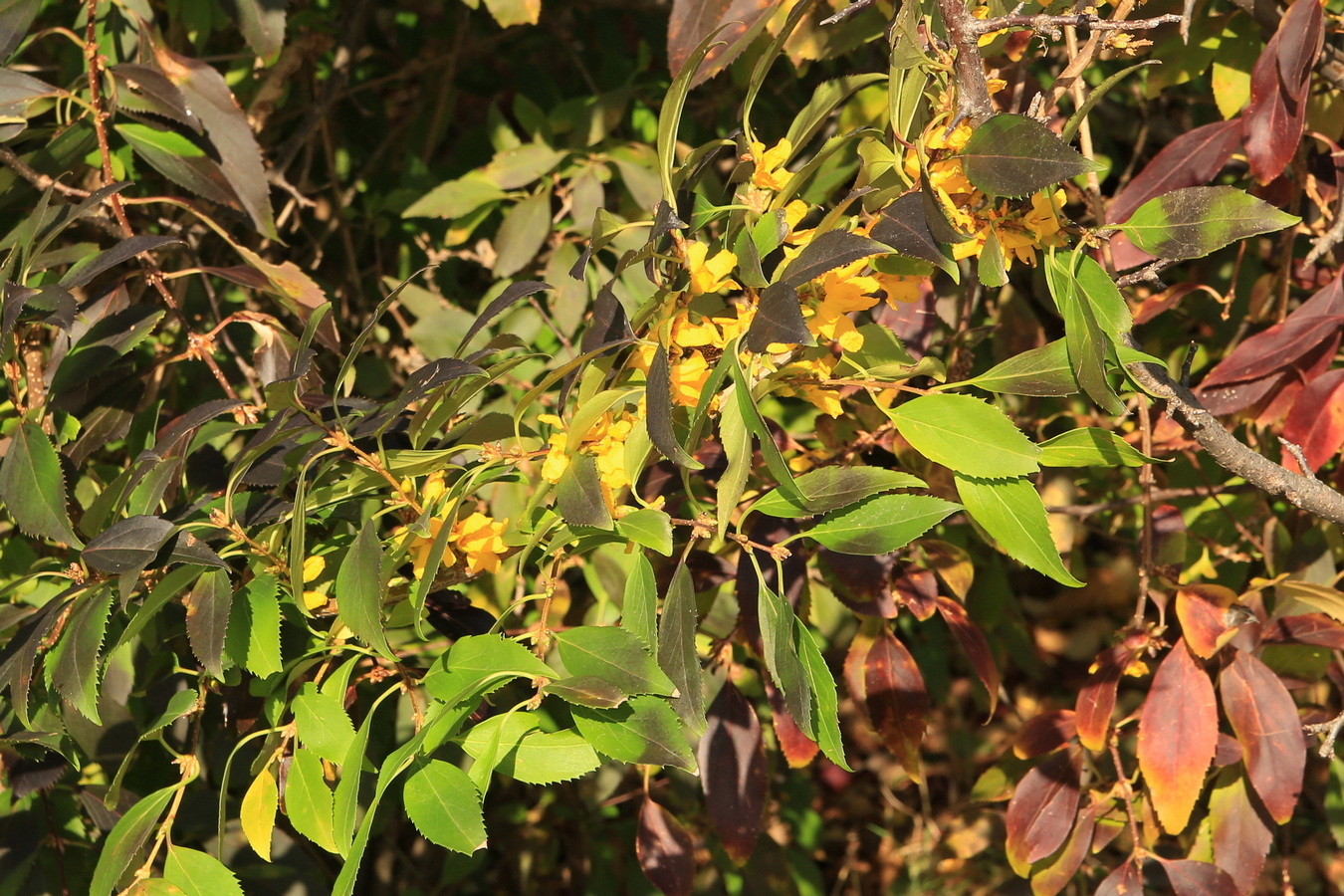 Изображение особи Forsythia ovata.