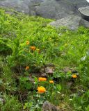 Trollius vitalii. Цветущие растения. Красноярский край, Ермаковский р-н, природный парк \"Ергаки\", под пер. Художников ≈1700 м н.у.м., субальпийский луг. 21.07.2018.