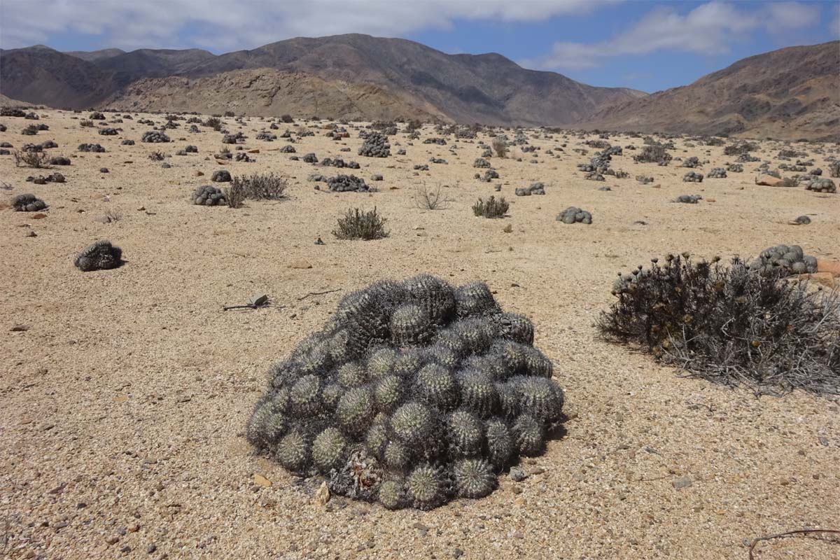 Изображение особи Copiapoa cinerascens.