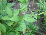 Agrimonia pilosa. Листья. Сахалинская обл., Невельский р-н, на склоне около тропы к водопаду Салют. 14.08.2019.