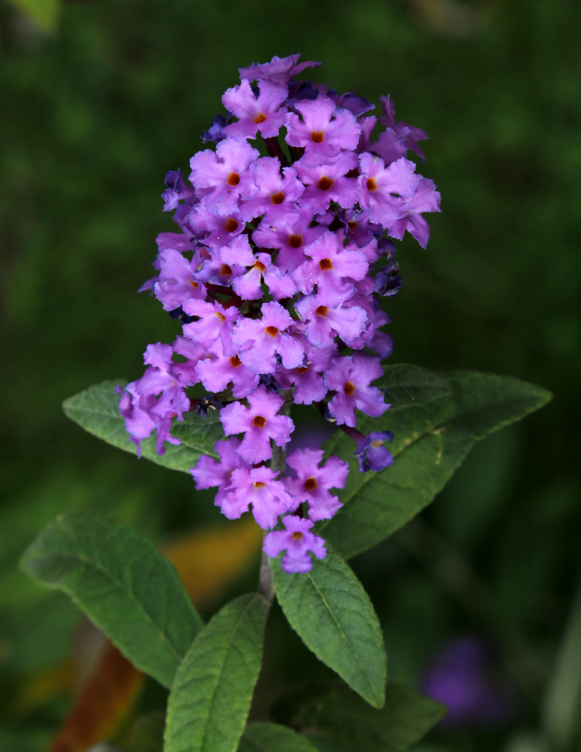 Изображение особи Buddleja davidii.