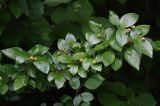 Cotoneaster lucidus. Ветвь с незрелыми плодами. Санкт-Петербург, Дудергофские высоты, Театральная долина, опушка широколиственного леса. 28.07.2019.