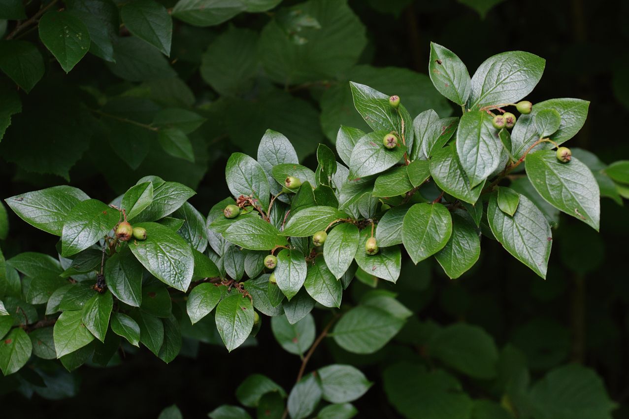 Изображение особи Cotoneaster lucidus.