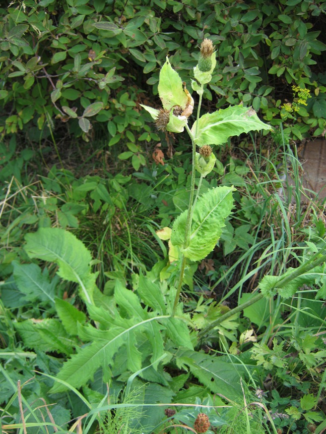 Image of Cirsium oleraceum specimen.