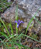 Iris ruthenica