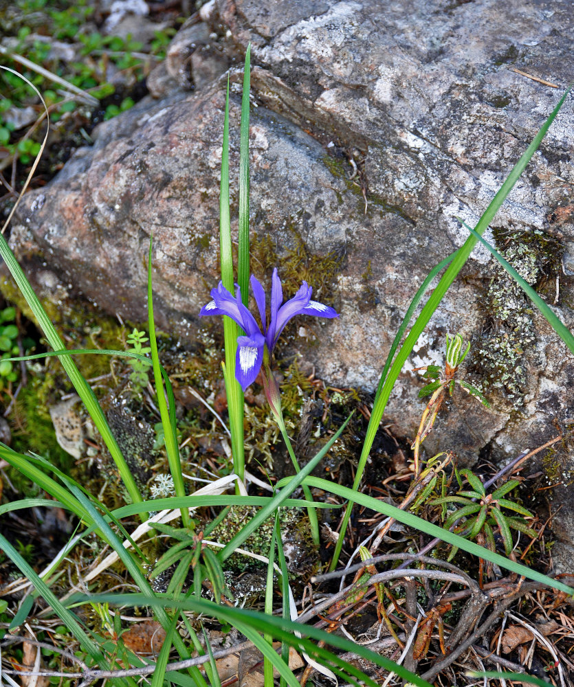 Изображение особи Iris ruthenica.