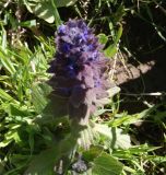 Ajuga orientalis