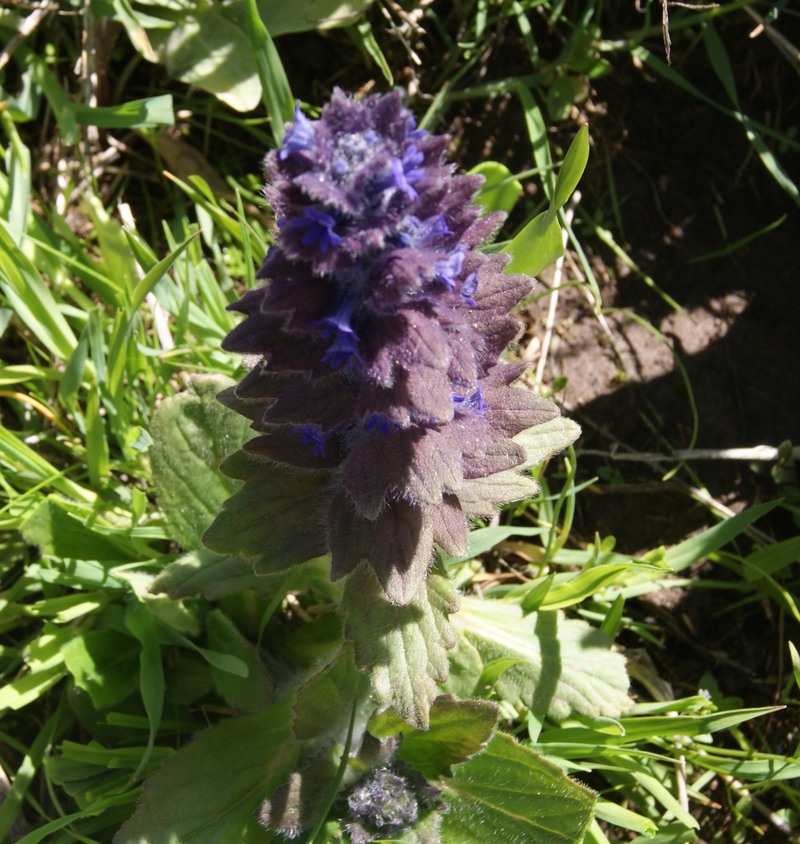 Image of Ajuga orientalis specimen.