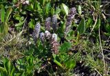 род Salix
