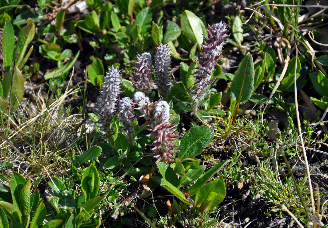 Image of genus Salix specimen.