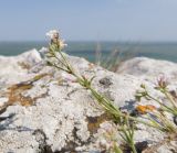 Asperula cimmerica. Веточка цветущего растения. Крым, Керченский п-ов, мыс Казантип, в расщелине прибрежной скалы. 26.05.2018.