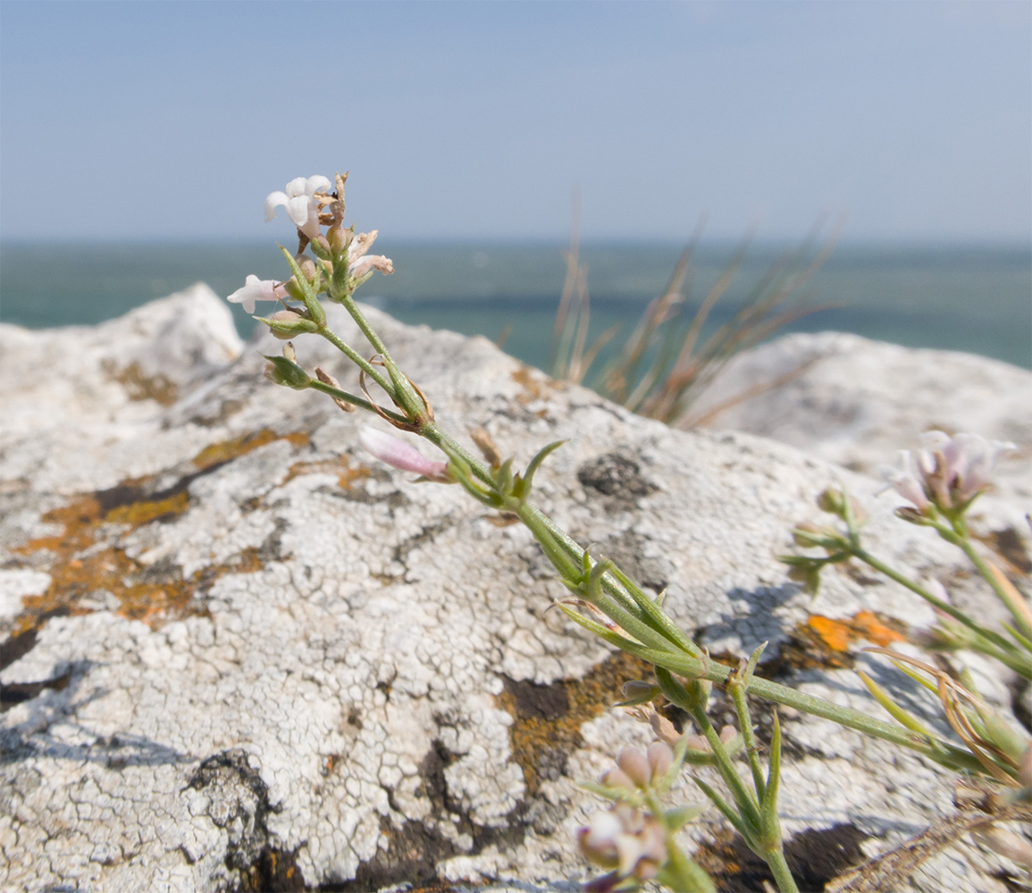 Изображение особи Asperula cimmerica.