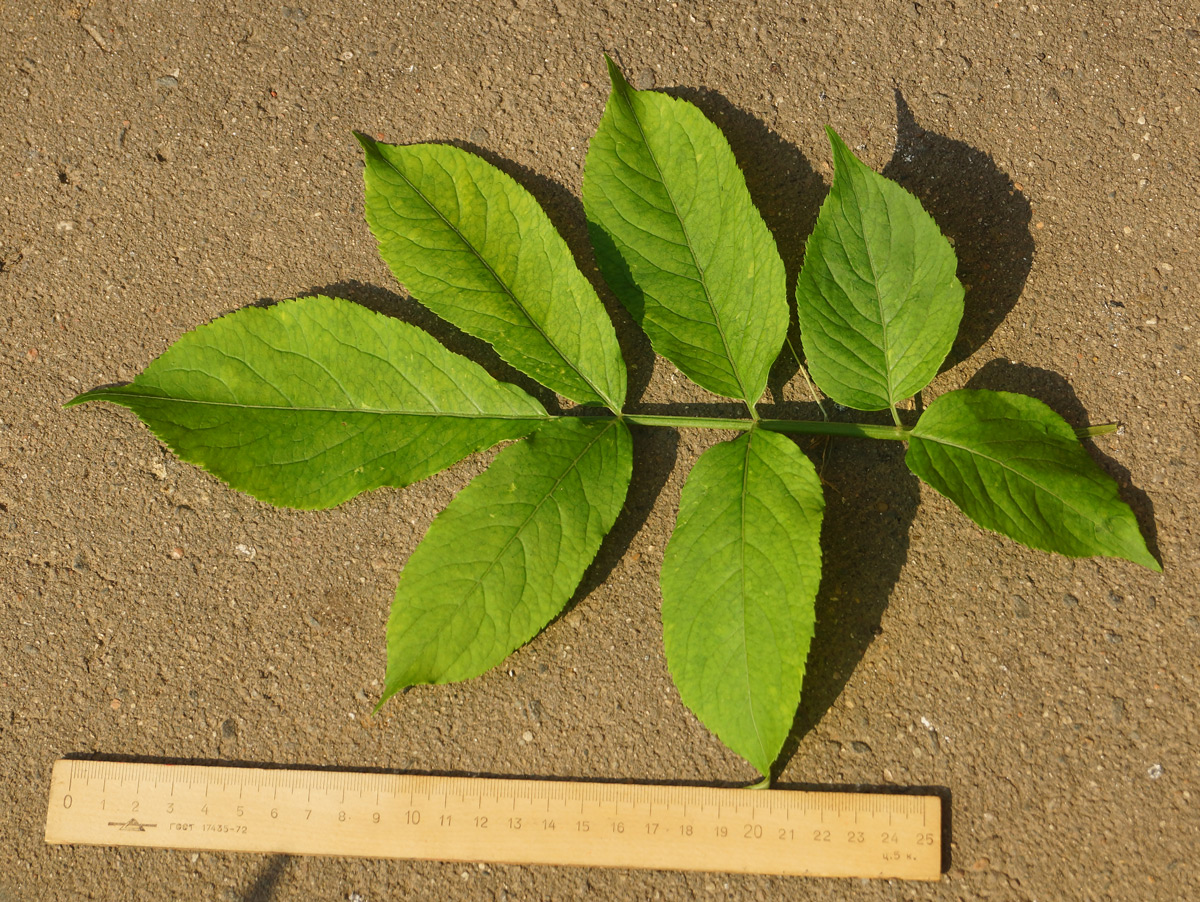 Image of Sambucus nigra specimen.