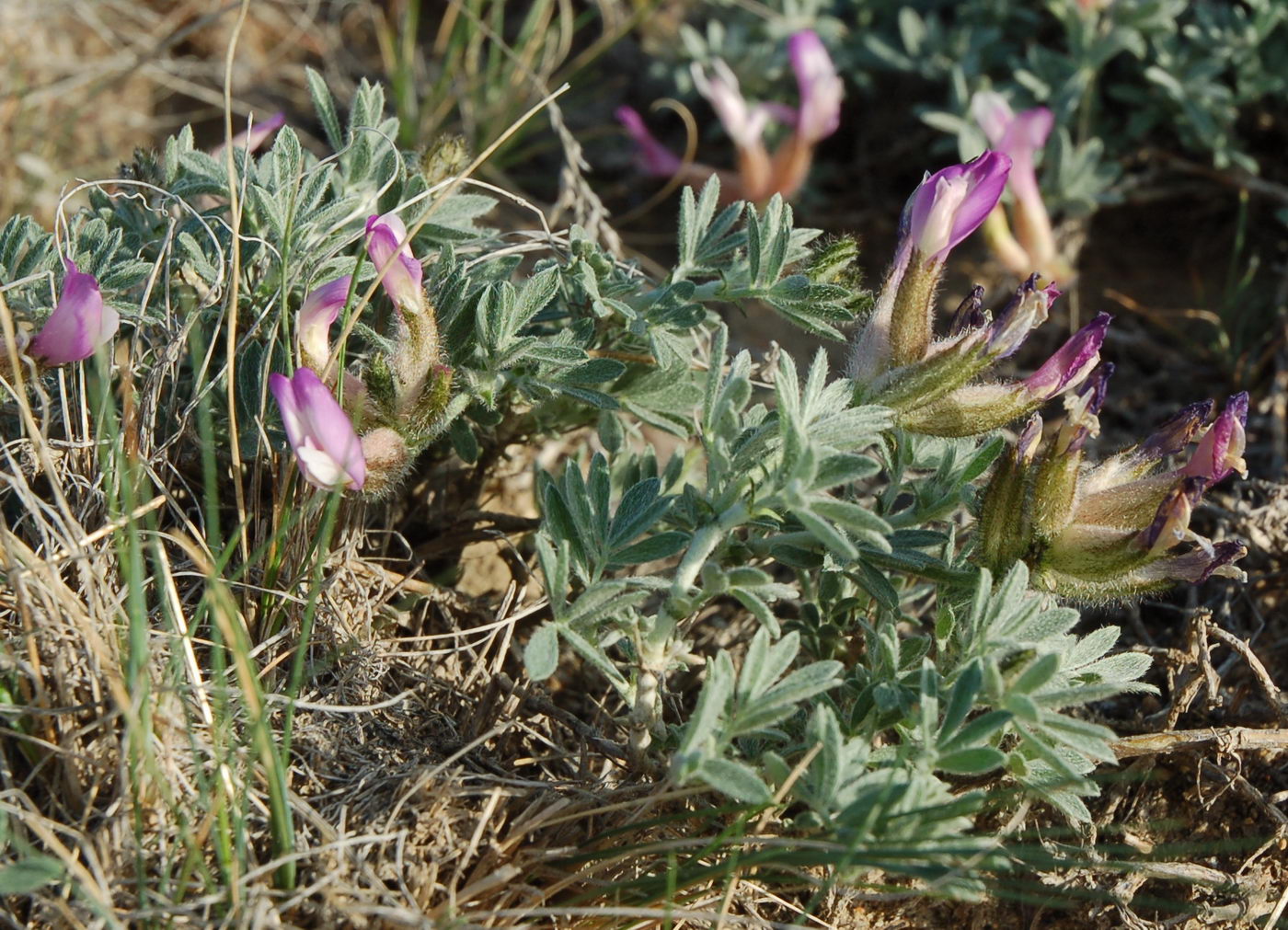 Image of Astragalus subarcuatus specimen.