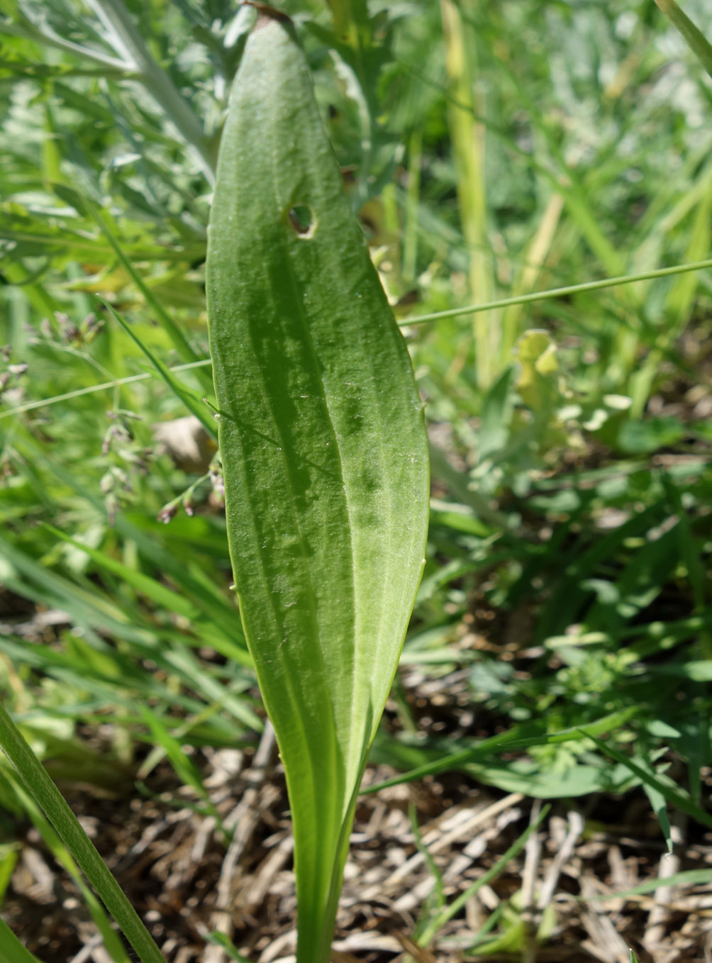 Изображение особи Plantago lanceolata.