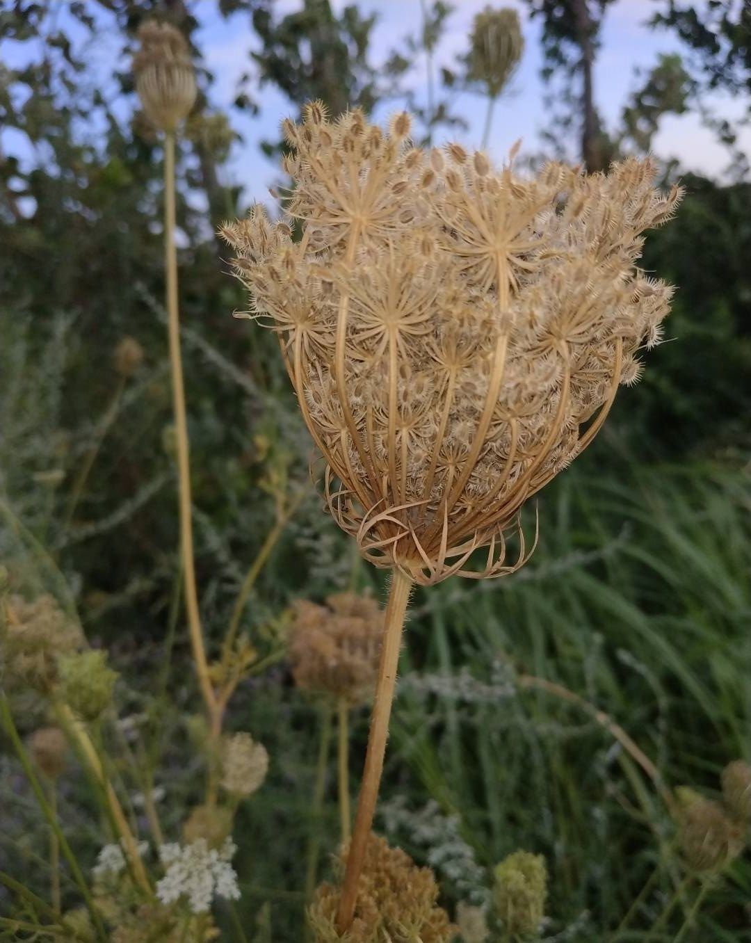 Изображение особи Daucus carota.