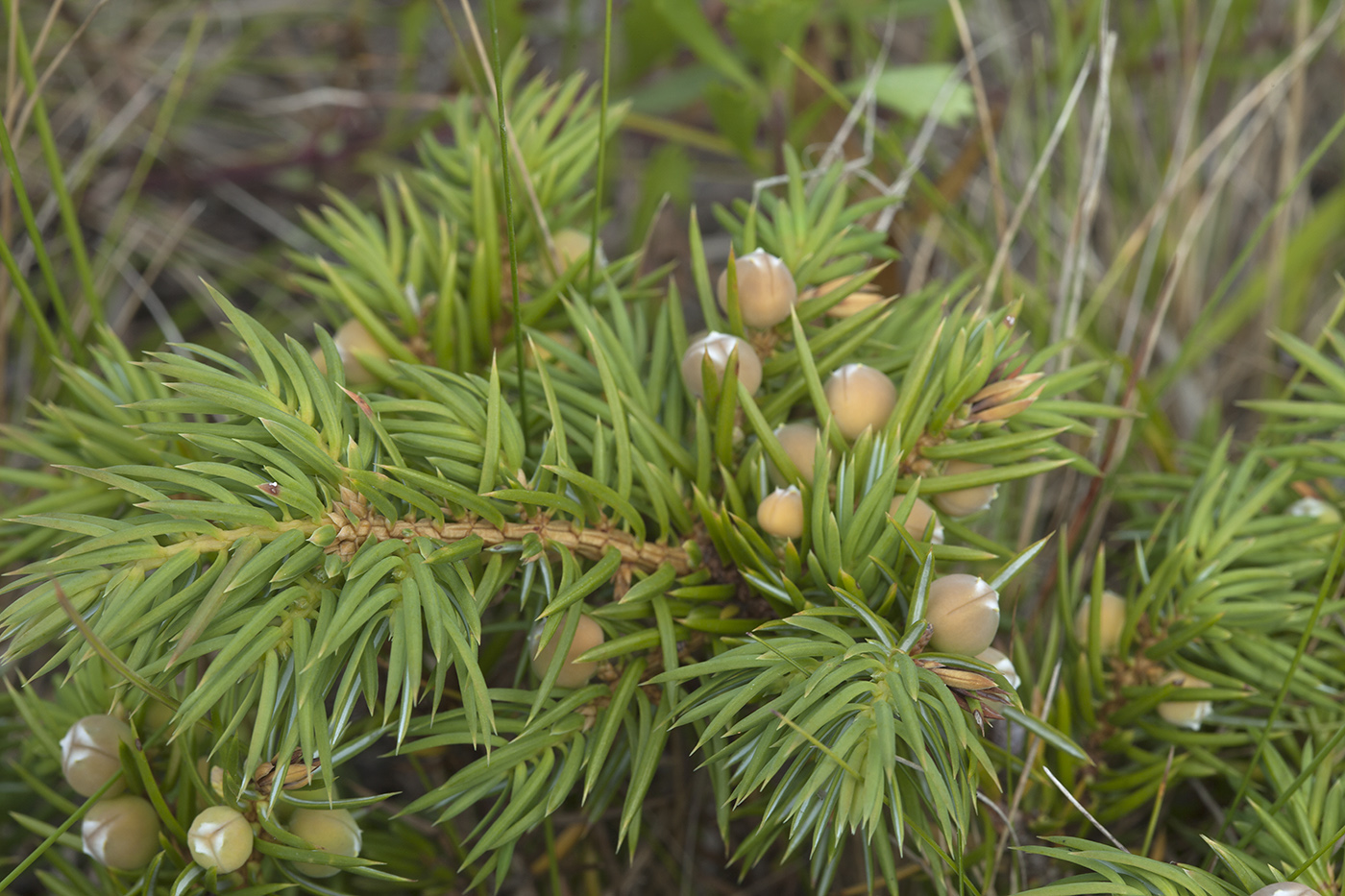 Изображение особи Juniperus conferta.