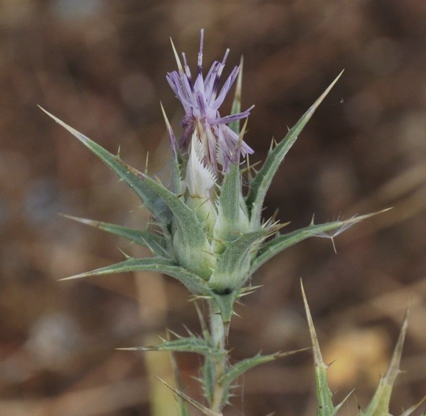 Изображение особи Carthamus dentatus.