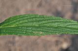 Nepeta nervosa