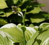 Hosta albomarginata