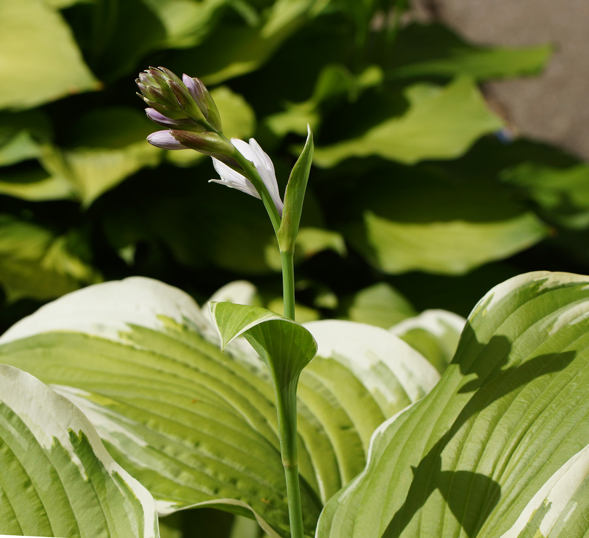 Image of Hosta albomarginata specimen.