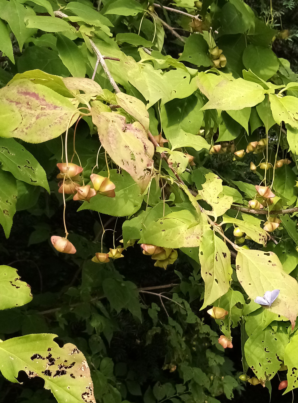 Изображение особи Euonymus maximowiczianus.