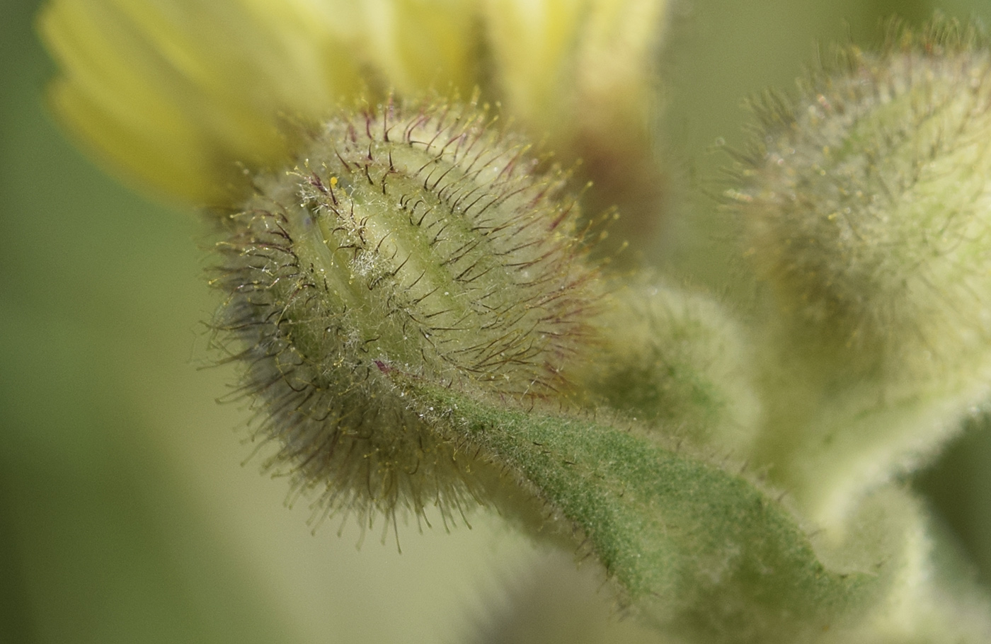 Image of Andryala integrifolia specimen.