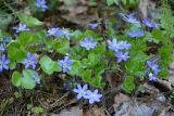 Hepatica nobilis