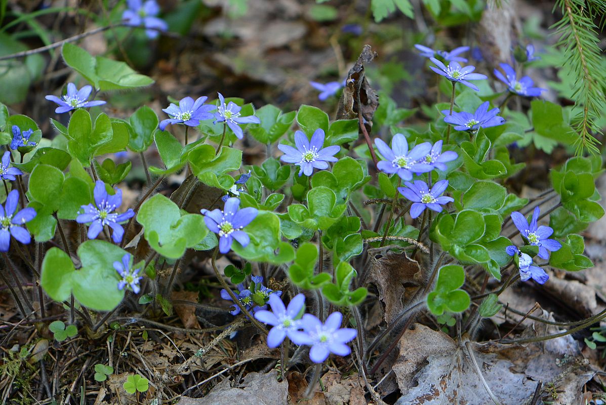 Image of Hepatica nobilis specimen.