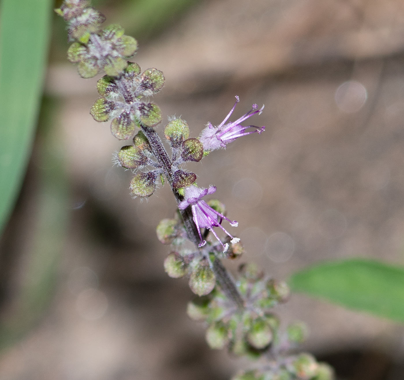 Изображение особи Ocimum americanum.