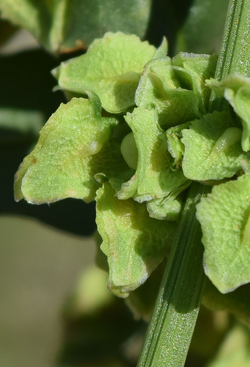 Изображение особи Rumex drobovii.