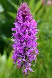 Dactylorhiza urvilleana